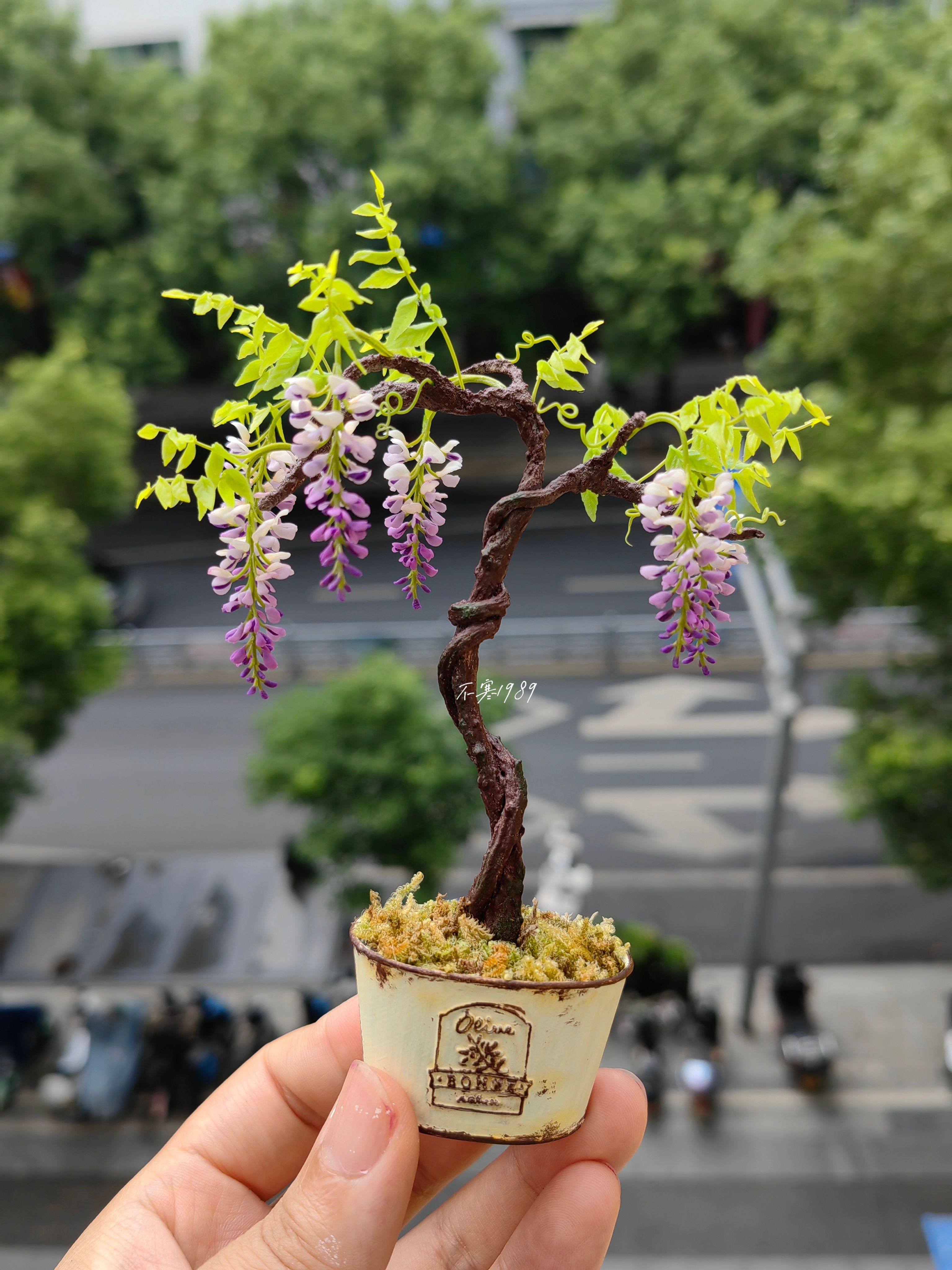 Miniature Chinese wistaria